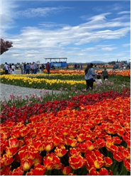 external_image